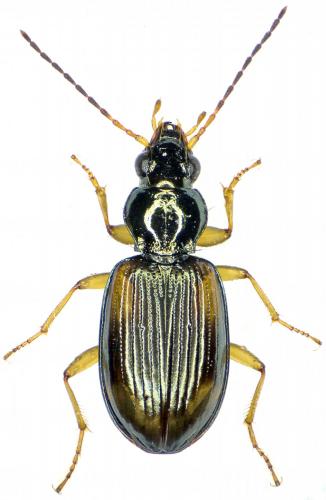 Réf. 194 109 : Bembidion bualei bualei